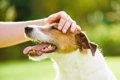 犬が嬉しがる『褒め…の画像