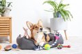 犬がすぐに飽きる『…の画像