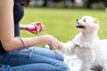 犬からバカにされる…の画像