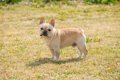 『運動が苦手』な犬…の画像