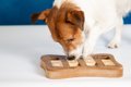愛犬に新しいモノを…の画像