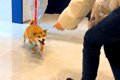 犬が3日間の入院生活…の画像