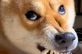 歯をむき出しにして…の画像