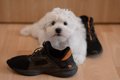 犬は『足音』だけで…の画像