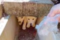 山の中で捨てられ、…の画像