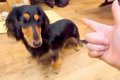 犬の幼稚園で『バー…の画像