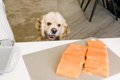 犬も食べられる「魚…の画像