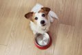 犬が一日に何度も『…の画像