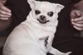 犬から『嫌われる人…の画像