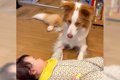 犬に『妹ができた』…の画像