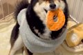 帰宅後『ママが帰っ…の画像
