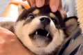 赤ちゃん犬を飼って1…の画像