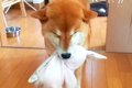 『ニコニコ笑う犬』…の画像