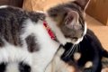 保護猫が『犬のこと…の画像