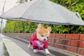 雨の日にお散歩をす…の画像