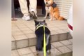 散歩中、近所のおじ…の画像