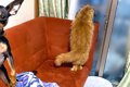 『外を眺める猫が可…の画像
