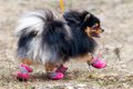 『犬用グッズ』の間…の画像