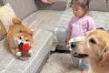 2歳の女の子が『犬に…の画像