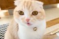 話しかけてきた猫を…の画像