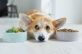 愛犬がご飯を残すの…の画像