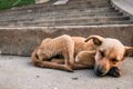 子犬の飢餓について…の画像