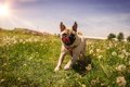 犬が鼻をブーブー鳴…の画像