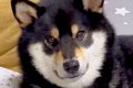 散歩拒否した犬をお…の画像