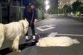 夜、超大型犬とお散…の画像