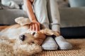 犬が『人の足』に体…の画像