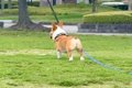 犬に『かわいい』と…の画像