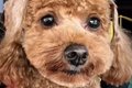 『犬をモヒカンにし…の画像