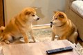 さっきまでケンカし…の画像