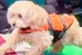 犬がボードを乗り継…の画像