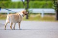 犬が怖がる「散歩中…の画像