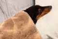 布団をかけて眠って…の画像
