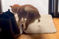 犬がお庭に飛び出そ…の画像