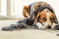 犬の『寿命が短くな…の画像