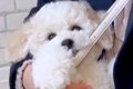 生後2ヵ月の『小型犬…の画像