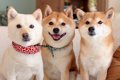 一見仲良しな『犬の3…の画像