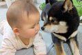 赤ちゃんに『伏せ』…の画像