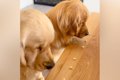 双子の大型犬→３個ず…の画像