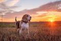 犬は『時間』が分か…の画像