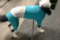 『おともだちのママ…の画像