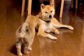 子犬が『構ってほし…の画像