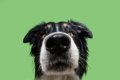 犬が飼い主の『股の…の画像