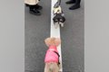 『白線の上を歩きた…の画像