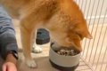『犬がご飯を食べて…の画像