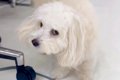 犬に突然『バーン』…の画像
