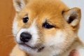 脱走した赤ちゃん犬…の画像